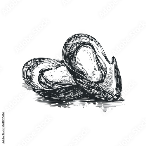 Sketch of two open mussels on white background
