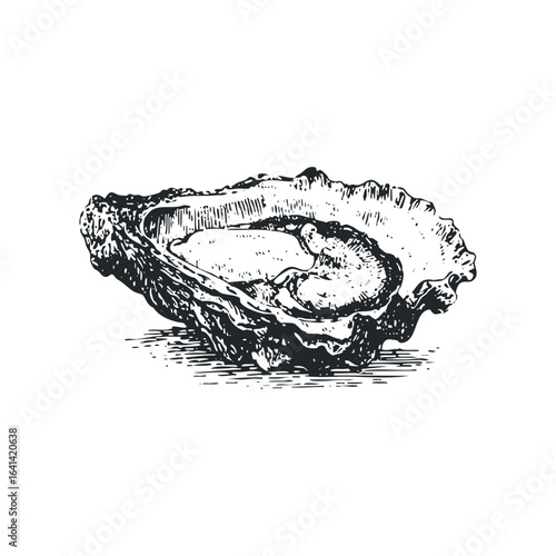 Detailed sketch of an open oyster shell with a pearlescent interior