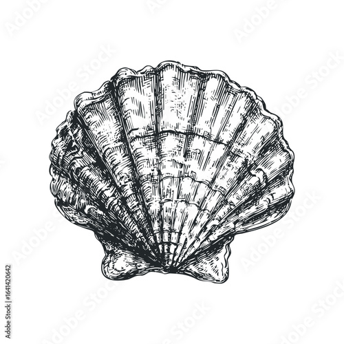 Detailed Sketch of a Seashell with Textured Surface