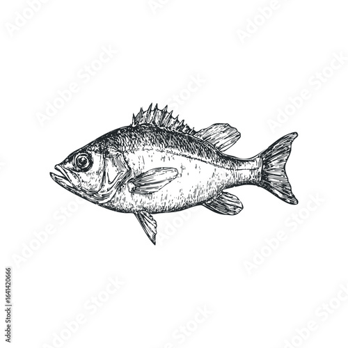 Detailed sketch of a river perch fish swimming in profile