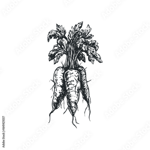 Sketch of fresh carrots with leafy green tops on white background