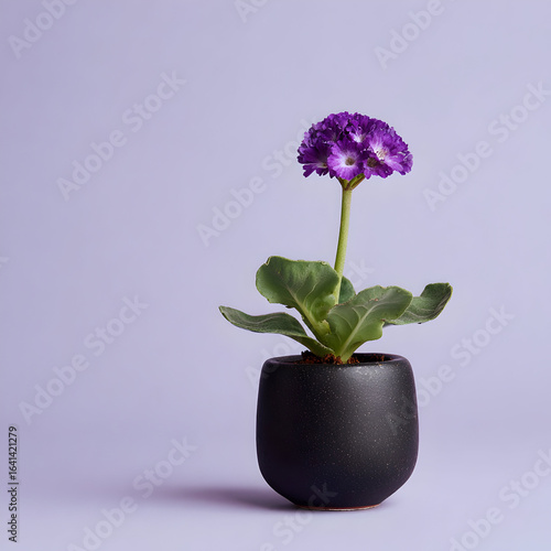 Single Flower Beauties in Soft Natural Light