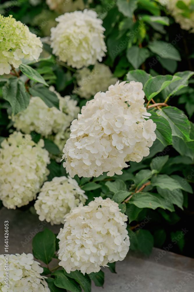 Blooming bushes of white hydrangea Blooming bushes of white hydrangea