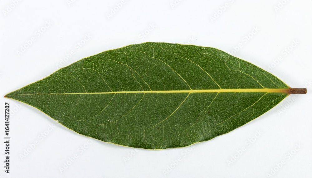 Obraz premium Detailed Close-Up of a Single Bay Leaf Spice Ingredient Isolated on White Background for Editorial Use