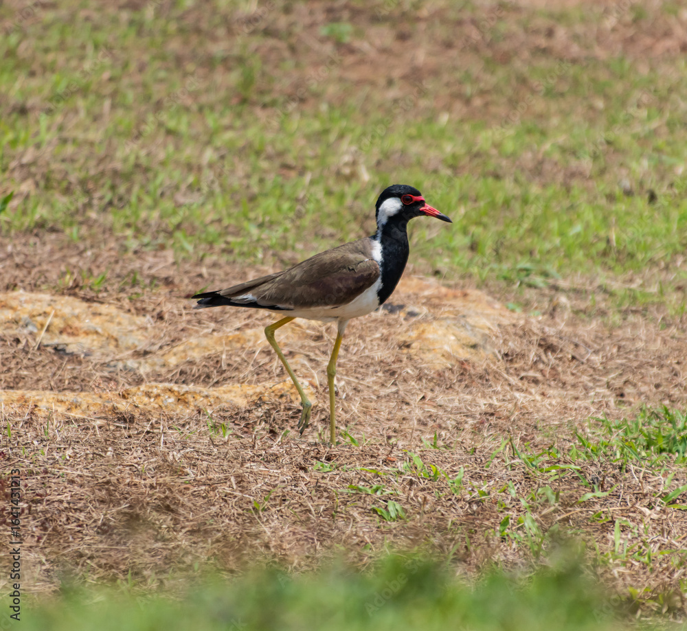 Naklejka premium A bird is standing in the grass