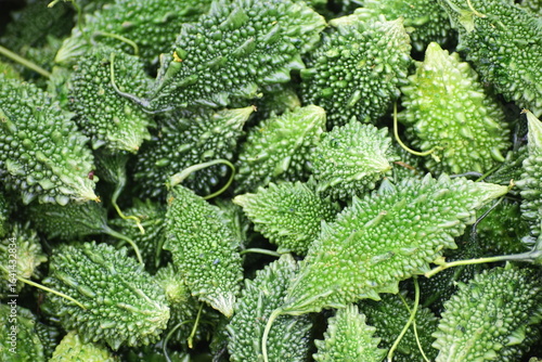 Quadro su tela Green bitter gourd in a market