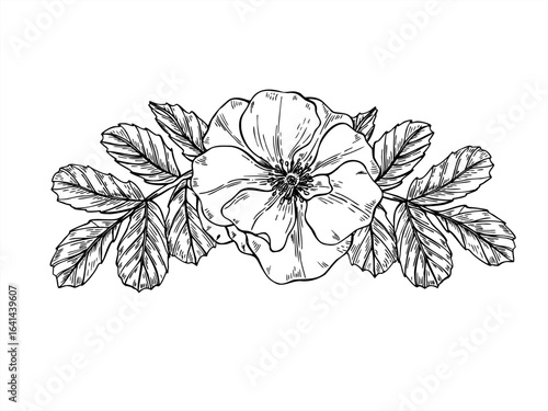Rosehip flower head with leaves horizontal monochrome vector composition in top view. Blooming wild dog rose sketch. Floral template for herbal packaging, tea label, invitation. greeting card