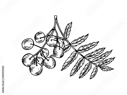 Rowan branch with berry cluster and leaves vector isolated illustration in sketch linear style. Hand drawn monochrome mountain ash berry cluster etching drawing. Autumn winter designs, decoration