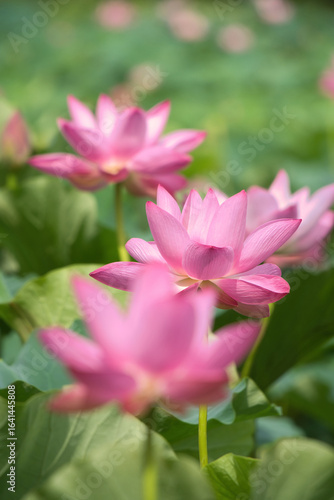 夏の息吹を感じる、ピンクのハスの花の豊かな表情