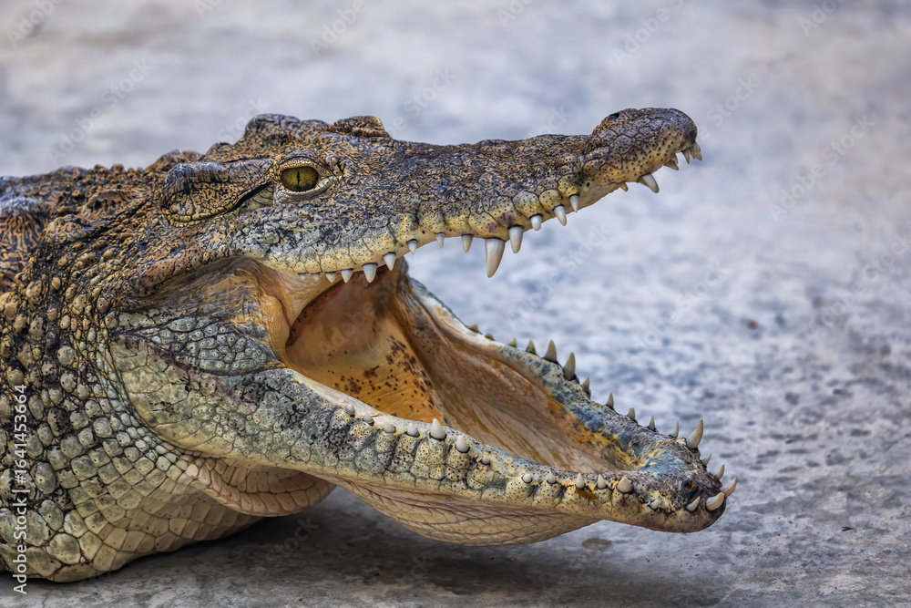Naklejka premium Cuban Crocodile Crocodylus Rhombifer Portrait