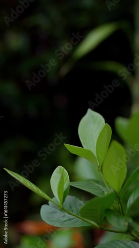 Close-up of green tea leaves in the morning, focusing on the green tea plantation on an organic farm.
