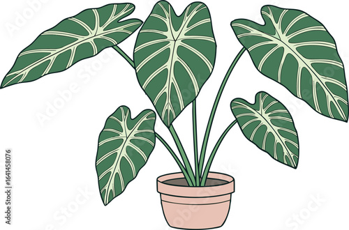 Realistic elephant ear plant illustration with lush leaves. Detailed colocasia plant artwork for botanical themes. Vibrant elephant ear plant design with natural texture. High quality colocasia plant