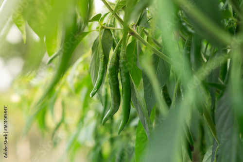 Close-up of green chilies growing on a plant with lush leaves in a garden.