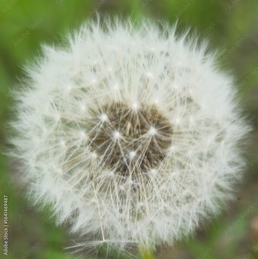 Obraz premium dandelion seed head