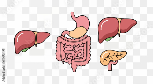Cartoon Human Digestive System: Liver, Stomach, Intestines, Pancreas