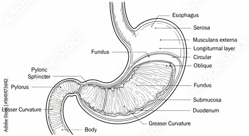 Detailed Anatomical Illustration of the Human Stomach, Labeled Diagram