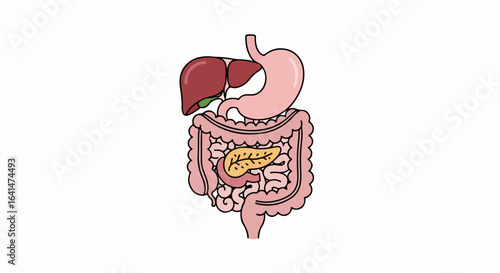 Cartoon Digestive System: Liver, Stomach, Intestines, Pancreas Illustration