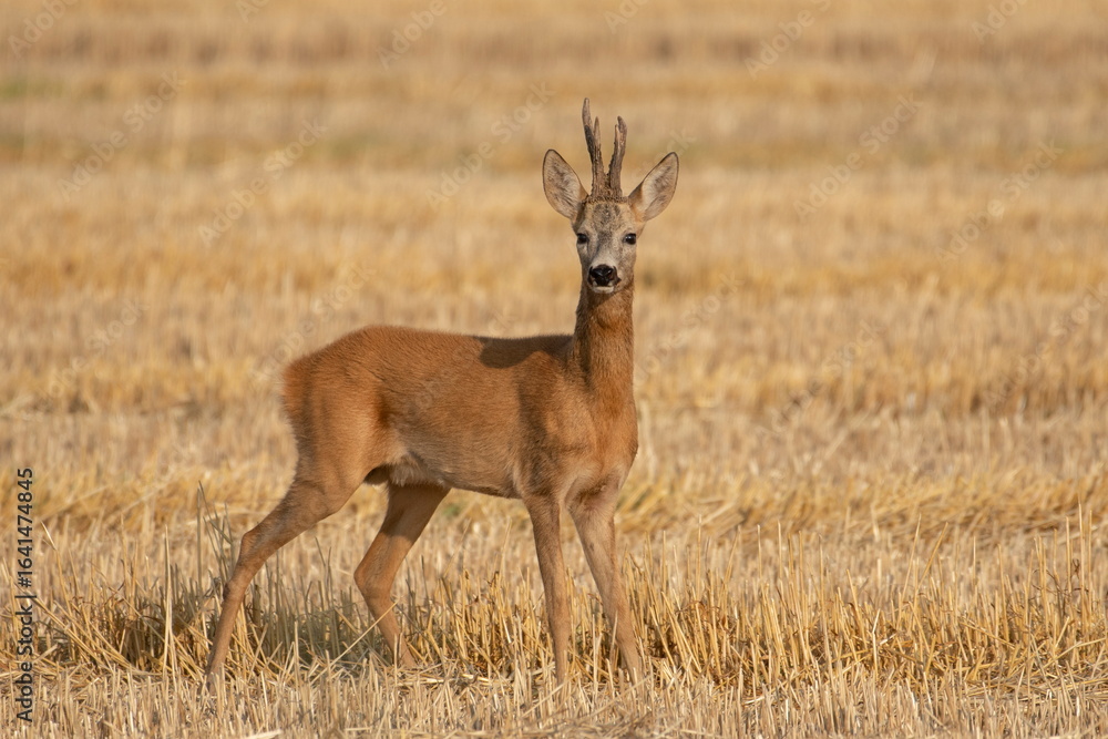 Fototapeta premium A beautiful roe deer in the field