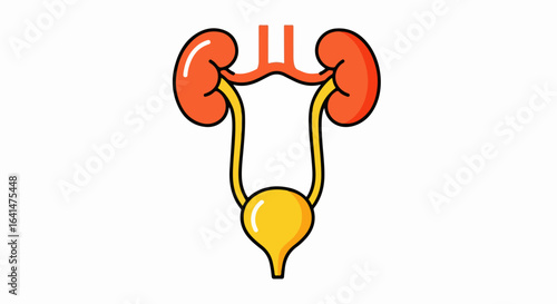 Cartoon Illustration of Human Urinary System: Kidneys, Ureters, and Bladder