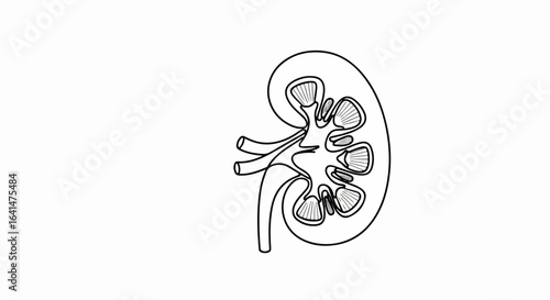 Detailed Black and White Anatomical Illustration of Human Kidney