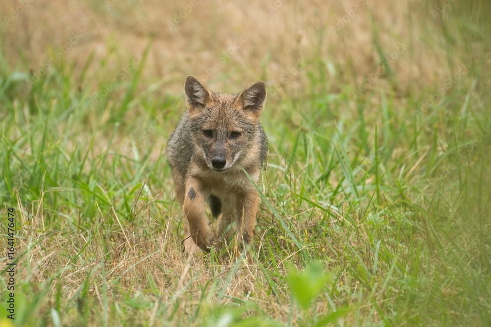 Naklejka premium Golden jackal puppies