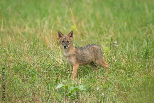 Golden jackal puppies
