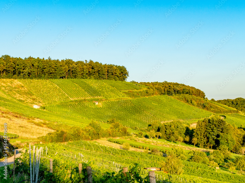 Obraz premium Weinberge im Hochsommer