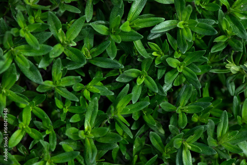 Wallpaper Mural Young green sprouts of thyme. Gardening, Herbs and spices background, Top view, selective focus. Torontodigital.ca
