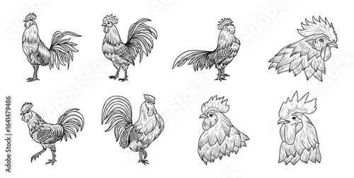 Rooster hand drawn ink sketch vector set illustration
