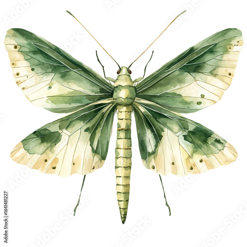 watercolor vector of Green Lacewing, isolated on a white background.