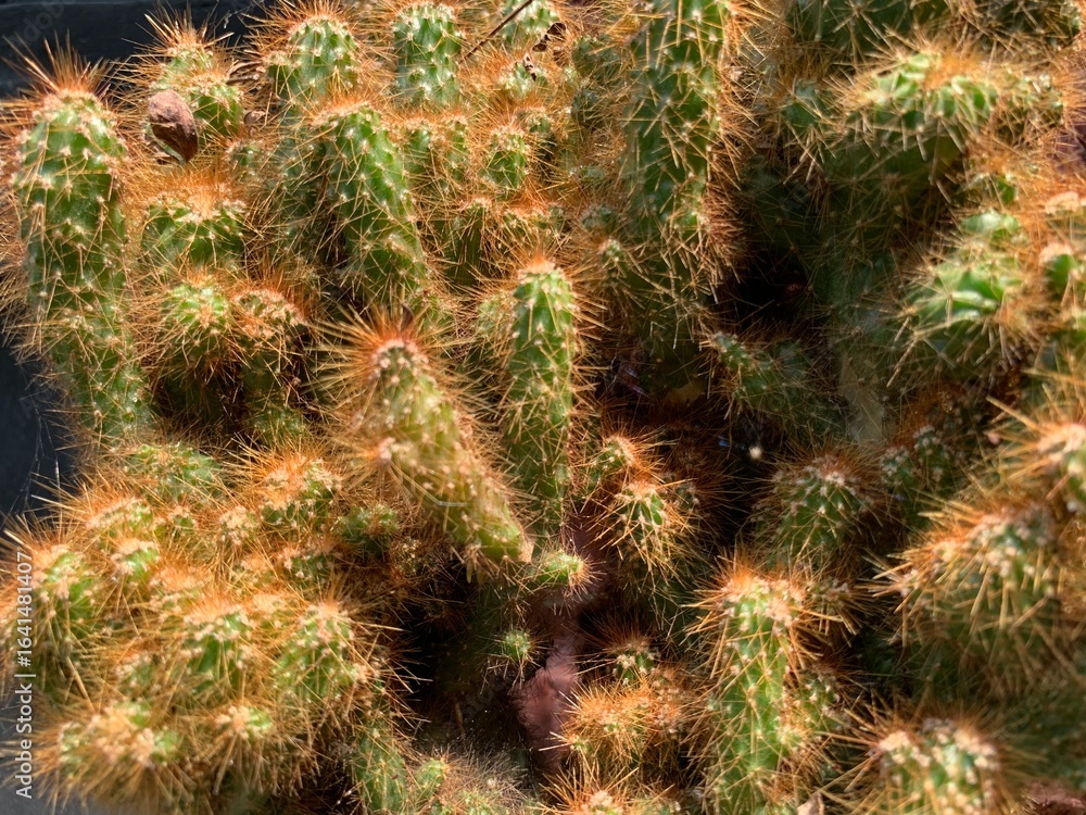 close up of a cactus close up of a cactus