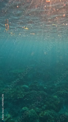 Colorful Sea Life Around Coral Reef in Bright Ocean Water