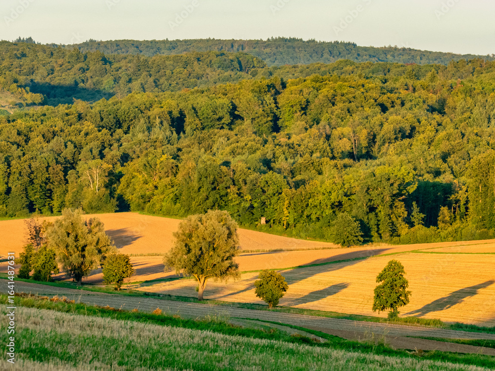 Fototapeta premium Agrarlandschaft im Hochsommer