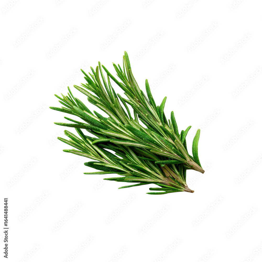 Fresh Rosemary Sprigs Isolated on Black Background Fresh Rosemary Sprigs Isolated on Black Background