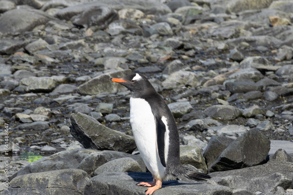 Obraz premium Penguin on a rocky Antarctica shore