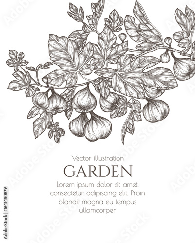 Vector frame with fig fruit tree. Fresh farm fruits. Organic farming. Nutrition banner, healthy eating	