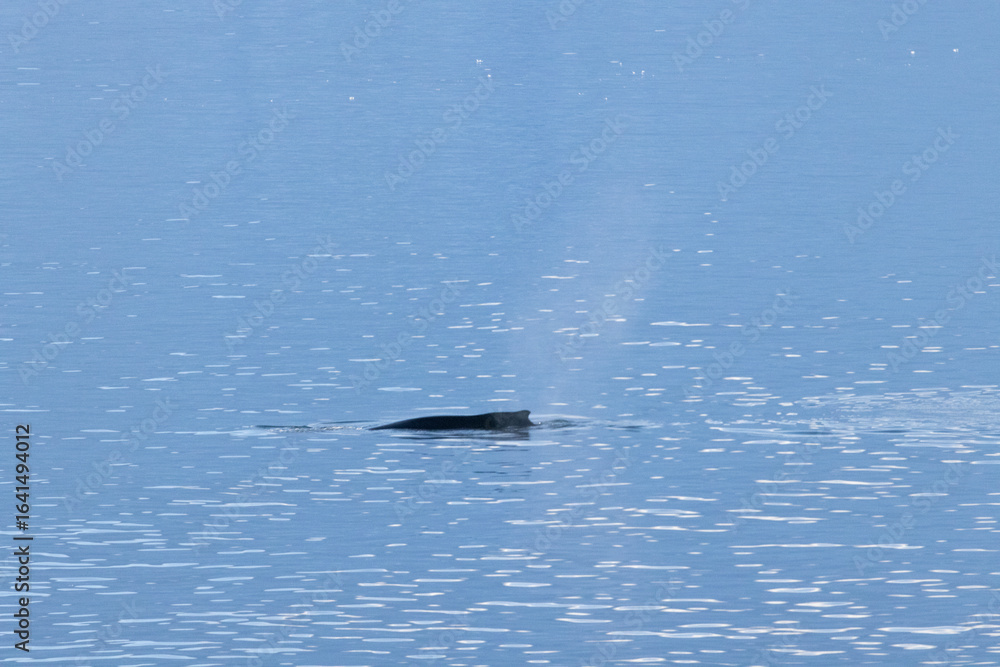 Fototapeta premium Whale swimming in the Southern Ocean