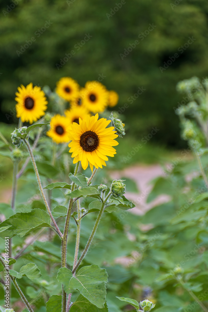 Obraz premium 夏の畑に咲く鮮やかなヒマワリの花