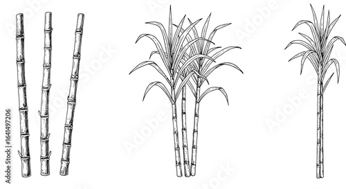 Vintage ink sketch collection sugarcane stalks doodle black and white vector illustration on white background, engraving woodcut style