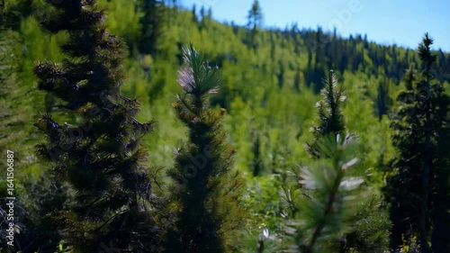 Serene Summer Forest: A Lush Green Landscape