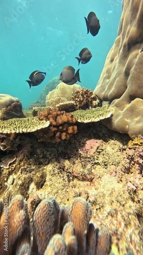 School of Vibrant Fish Swimming Through Coral Garden