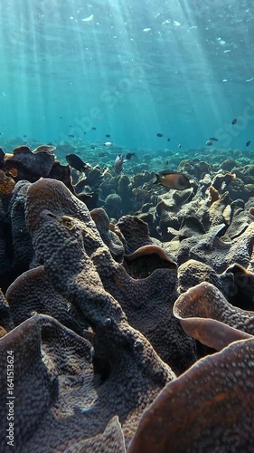 Reef Fish Swimming in Clear Blue Tropical Ocean