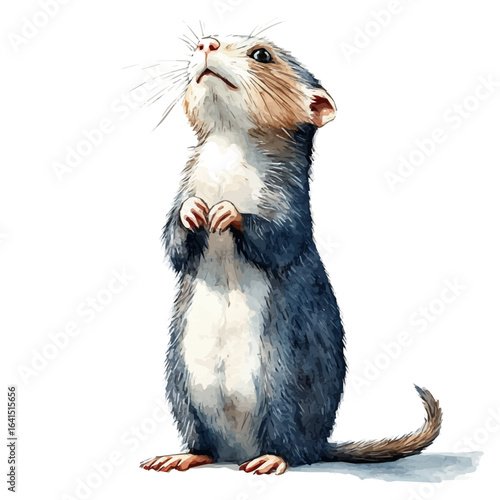 Ferret, watercolor drawing vector, isolated on a white background.
