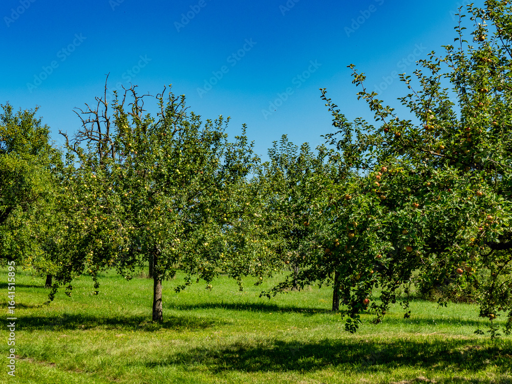 Reife Äpfel am Baum Reife Äpfel am Baum