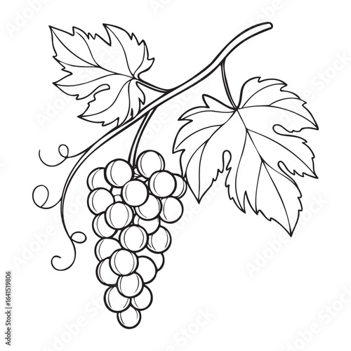 Hand drawn sketch of a grape cluster with leaves and vine