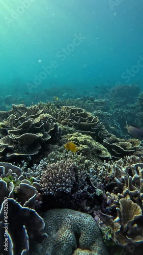 Colorful Fish and Coral Reef in Warm Tropical Ocean