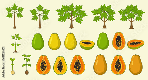 Fruit Trees and Tropical Fruits – Pear and Papaya Vector Set