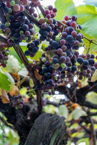 Several bunches of grapes in various stages of ripeness, from green to deep purple, hang from a gnarled grapevine, showcasing a healthy harvest against green leaves.
