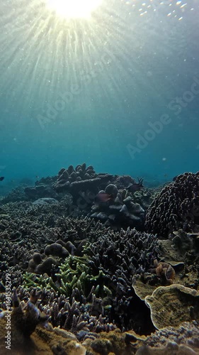 Vibrant Coral Reef Ecosystem with Tropical Fish in Clear Water