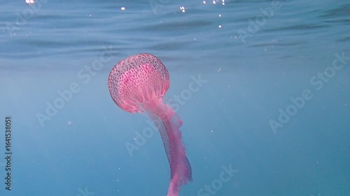Mauve Stinger Purple Jellyfish - (Pelagia noctiluca), Underwater Video